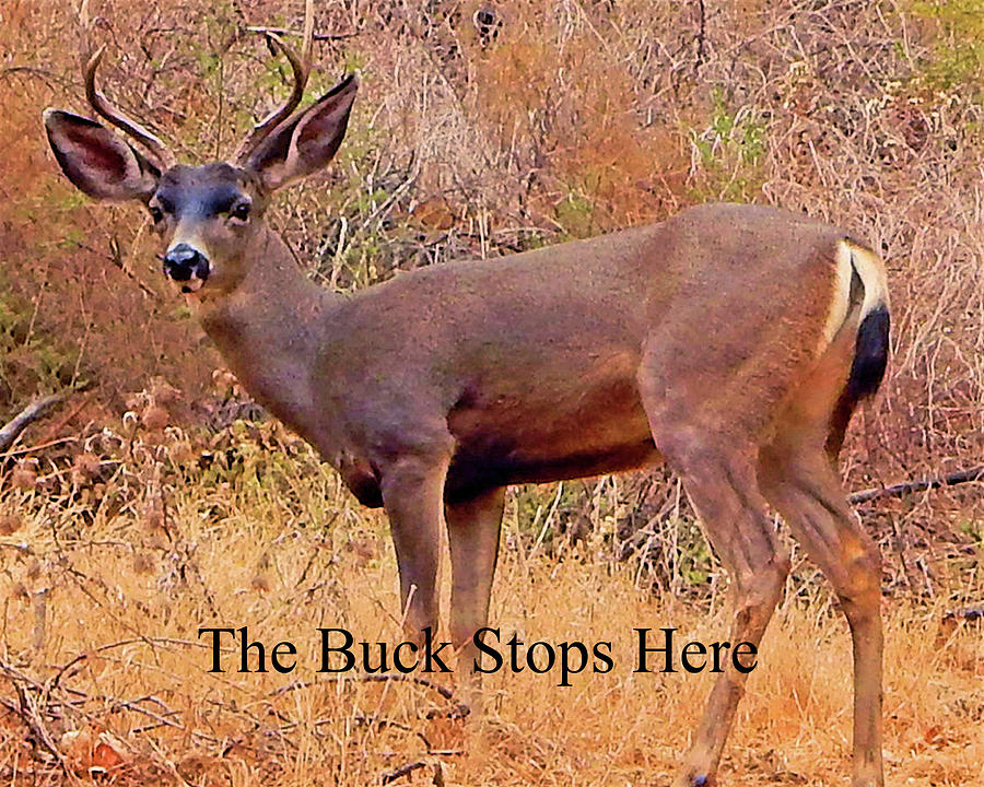 The Buck Stops Here Photograph by Andrew Lawrence