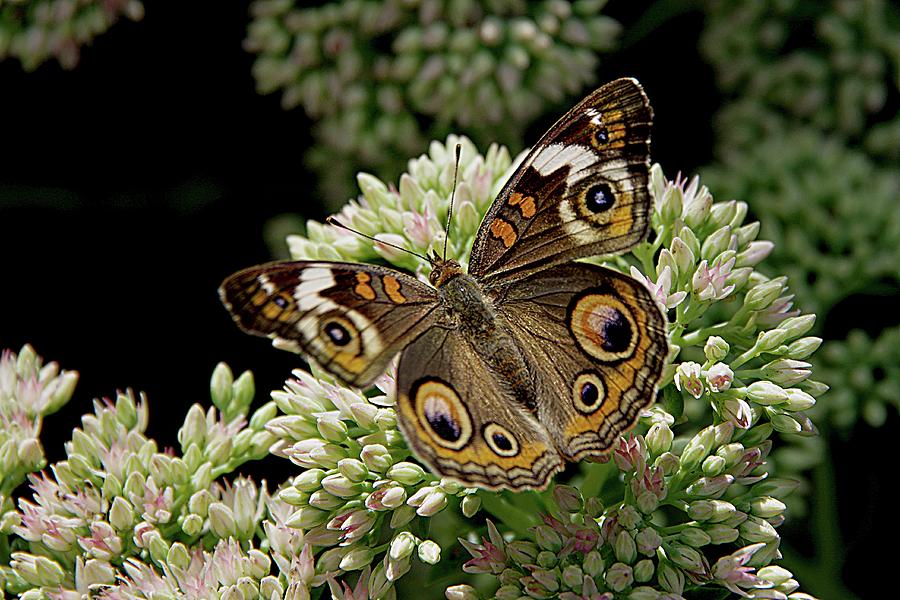 The Buckeye Butterfly on Sedum Photograph by Karen McKenzie McAdoo