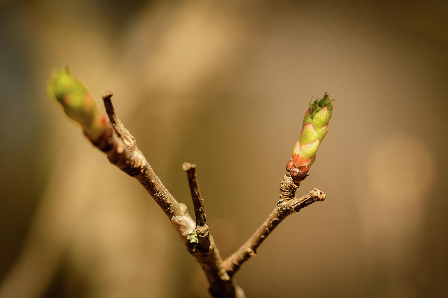 The Bud of a Hawthorn Tree Photograph by Joni Eskridge