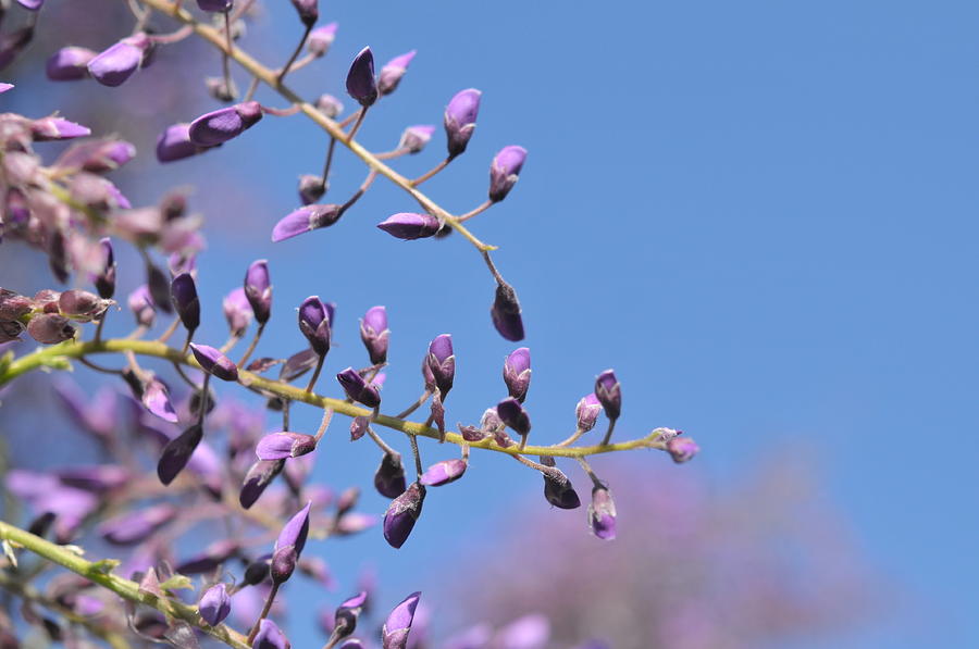 The Buds of Wisteria Photograph by Jenny Rainbow