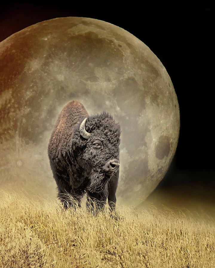 The Buffalo and the Moon Photograph by Jennie Marie Schell
