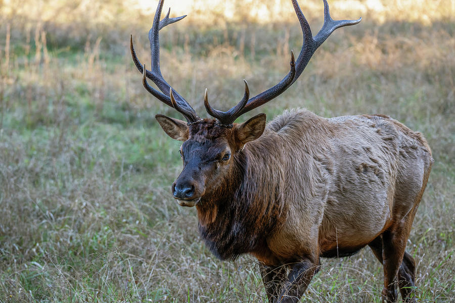 The Bull Elk Of Cataloochee Photograph by Mark Papke