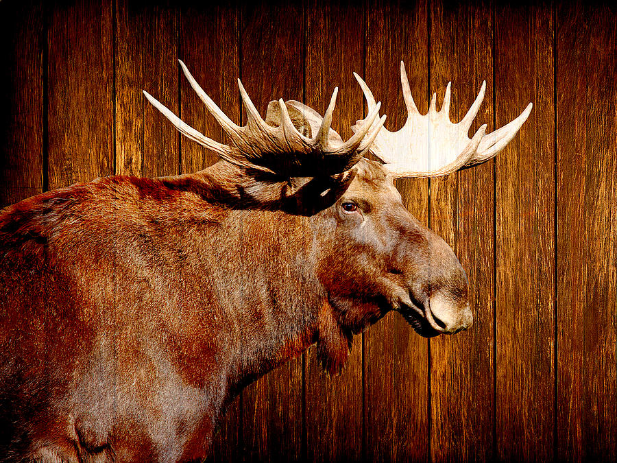 The bull Moose Digital Art by Steven Parker