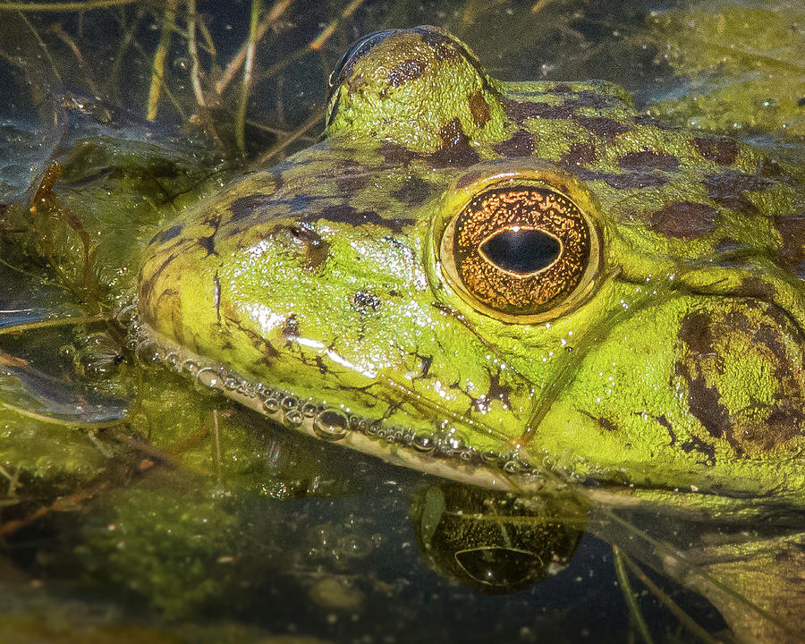 The Bullfrog Photograph by Janis Knight