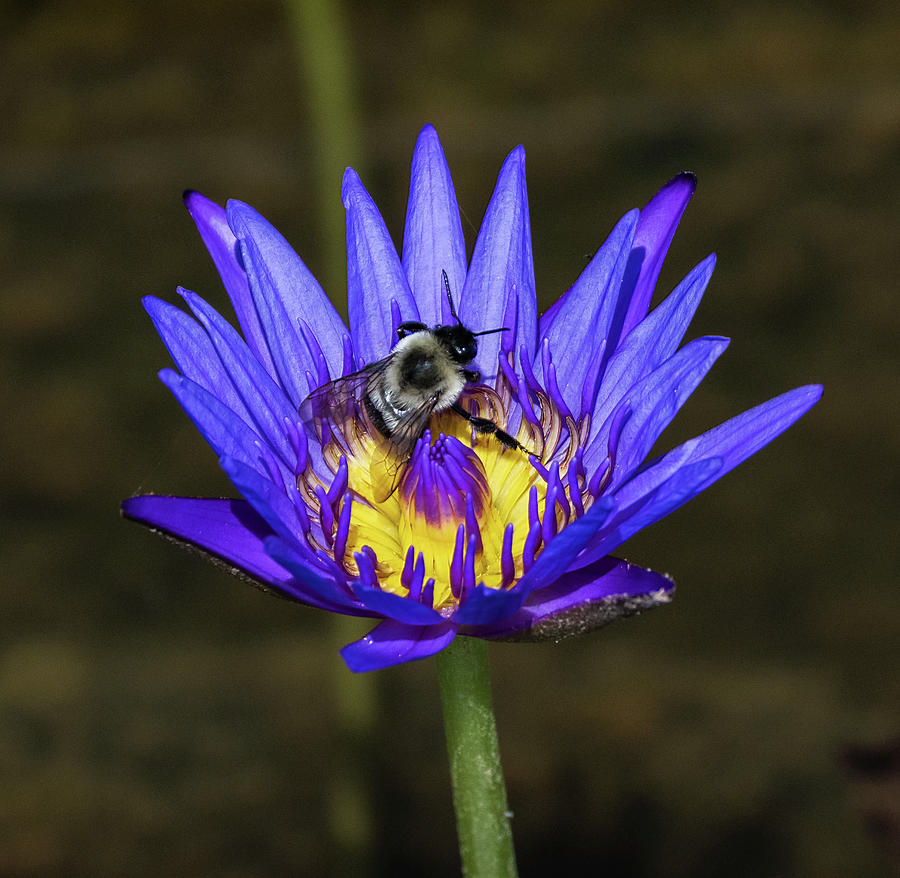 The Bumble Bee Photograph by Brian Shoemaker