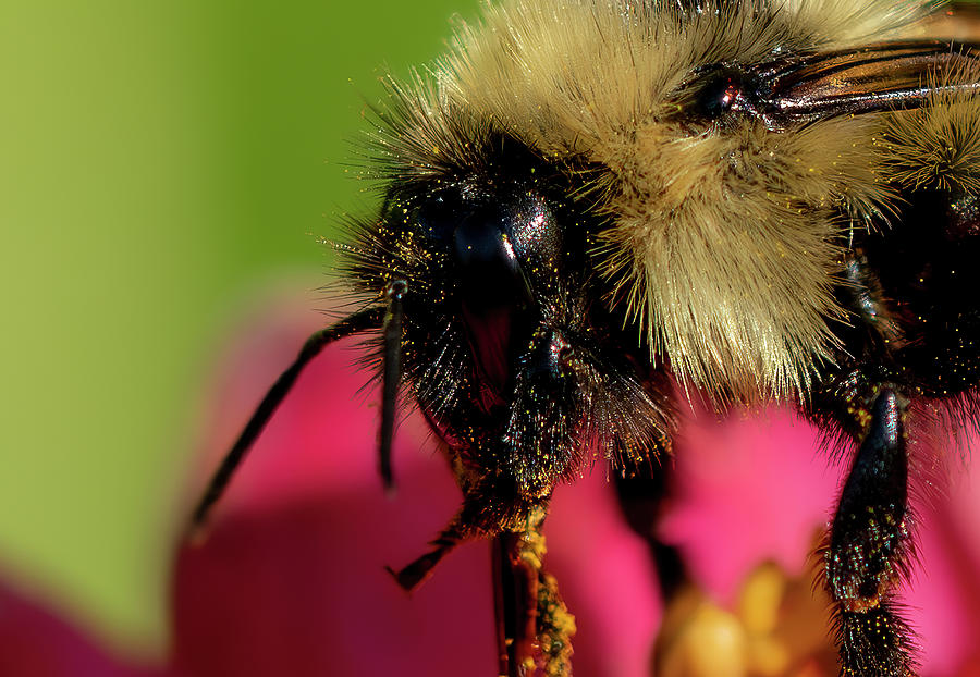 The Bumble Bee Macro Photograph by Sandra Js
