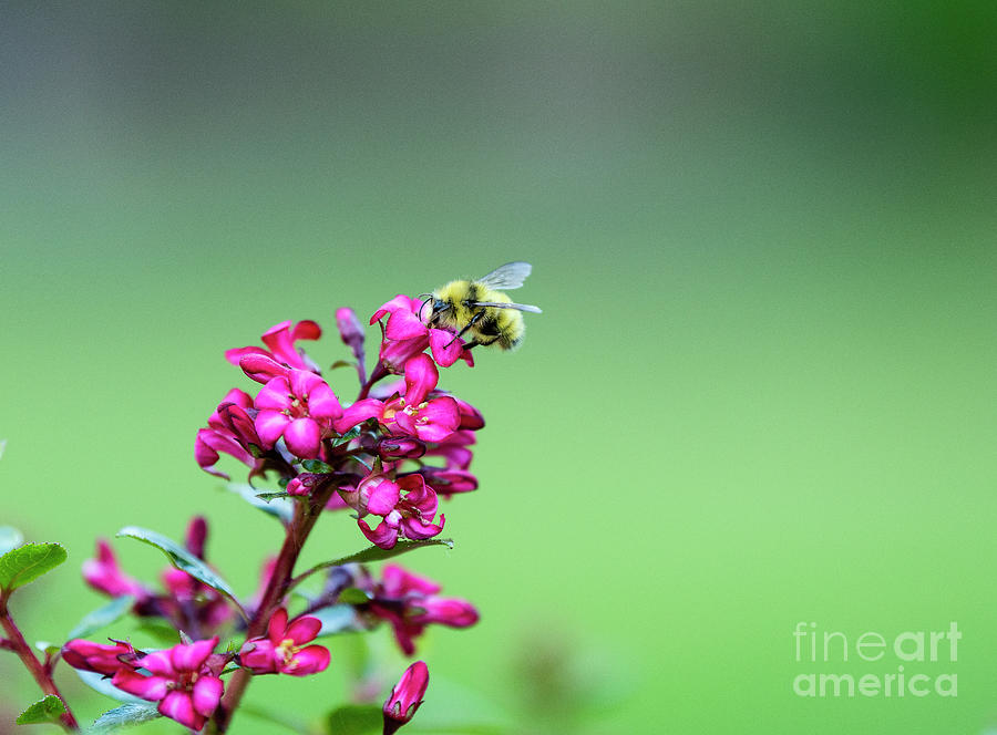 The Bumble Bee Photograph by Mary Jane Armstrong