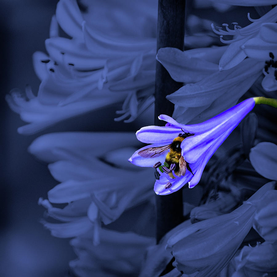 The Bumblebee and the Flower Photograph by Angela Carrion Photography