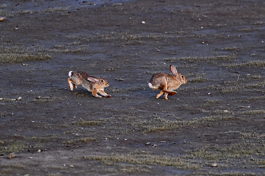 The Bunny Chase - Merced NWR Photograph by Amazing Action Photo Video