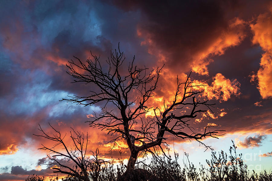 The Burning Bush  Photograph by Elijah Rael