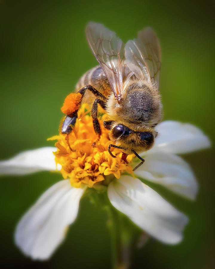 The Busy Bee Photograph by Mark Andrew Thomas