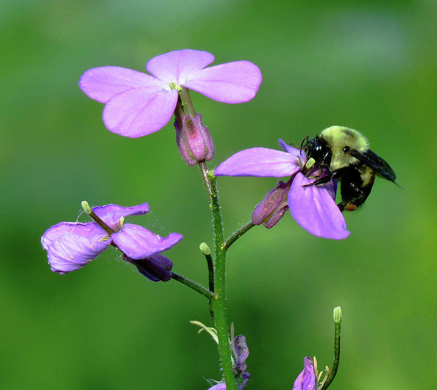 The Busy Bee Photograph by Rebecca Grzenda