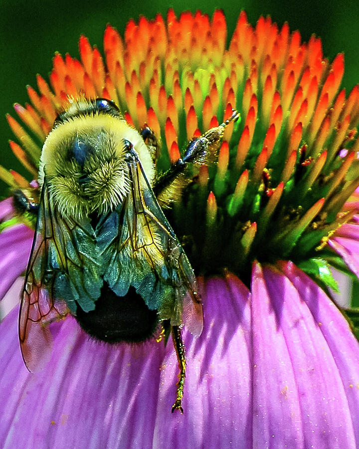 The busy bee Photograph by Rick Nelson
