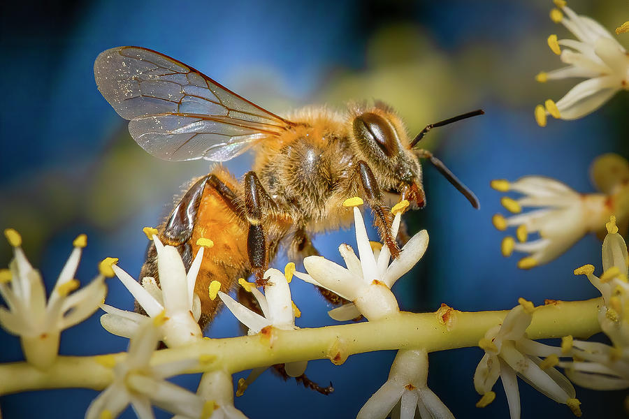 The Busy Honey Bee Photograph by Mark Andrew Thomas