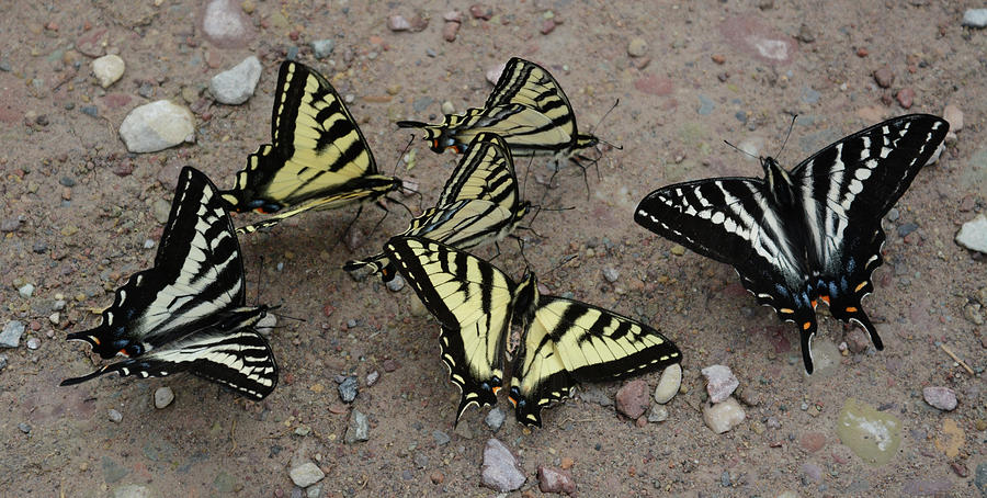 The Butterfly Convention Photograph