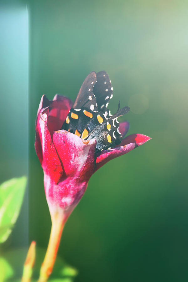 Butterfly Photograph - The Butterfly In The Flower  by Saija Lehtonen