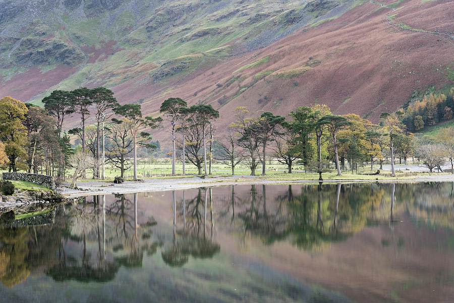 The Buttermere Pines, Lake District, England, UK Photograph by Sarah Howard