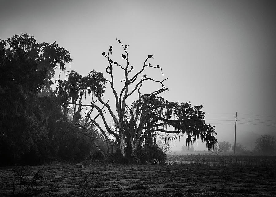 The Buzzard Tree Photograph by Richard Rizzo