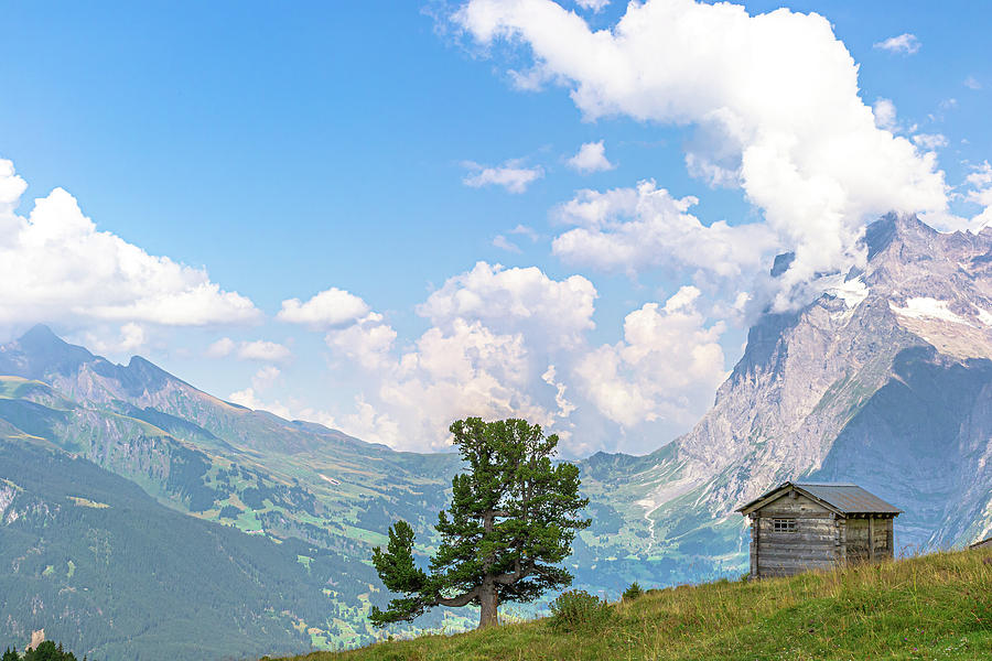 The cabin, the tree and the Alps Photograph by Luis GA - Lugamor