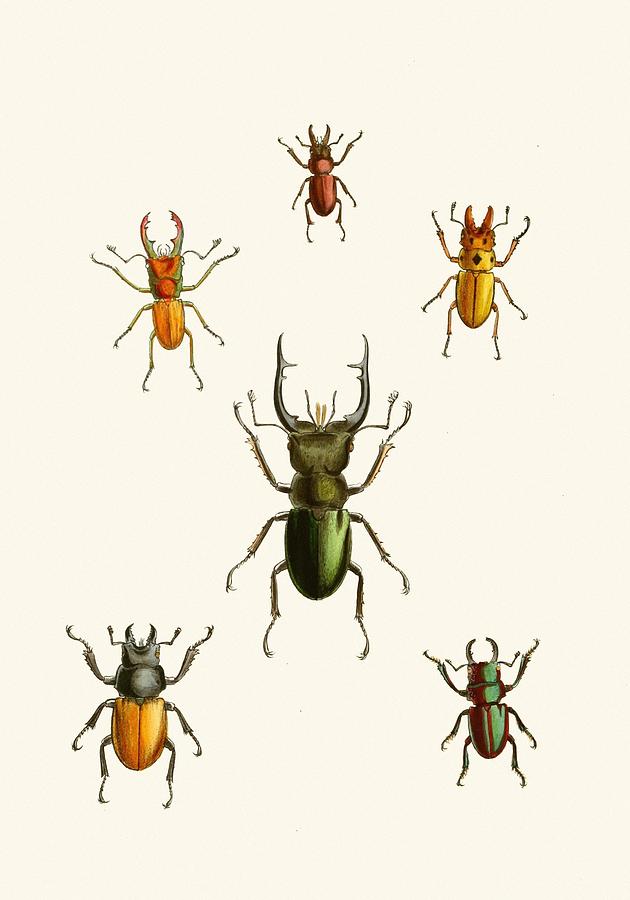 Animal Drawing - The cabinet of oriental entomology Pl XI  by John Obadiah Westwood English