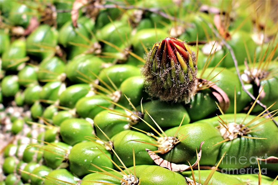 Cactus Photograph - The Cactus Bud by Martha Sherman