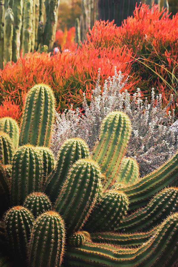 The Cactus Garden  Photograph by Saija Lehtonen