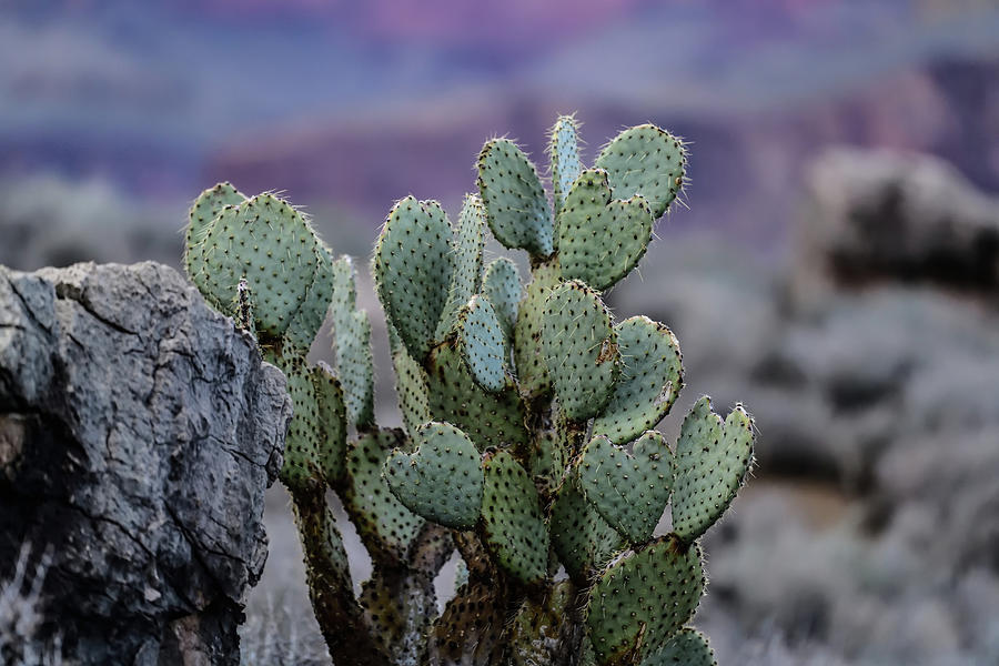 The Cactus on Tonto Trail Photograph by Amazing Action Photo Video
