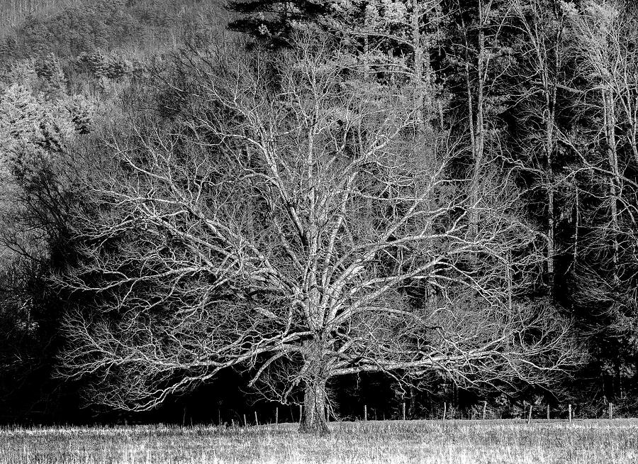 The Cades Cove Tree, Black and White Photograph by Marcy Wielfaert