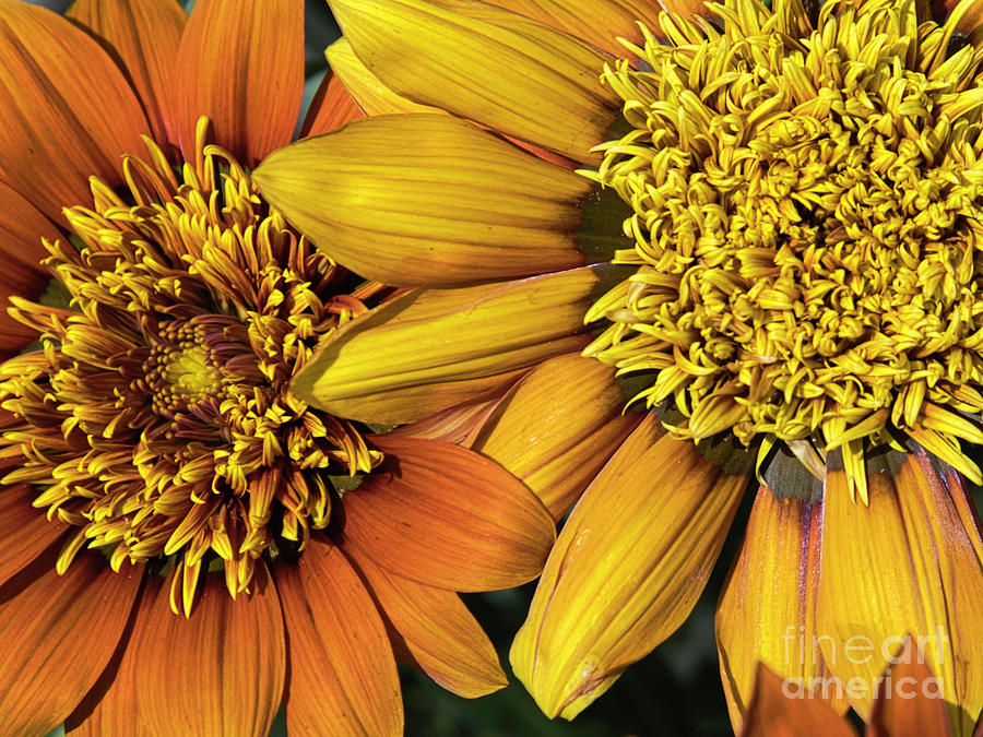 Flowers Still Life Photograph - The California Compass Plant. by Douglas White