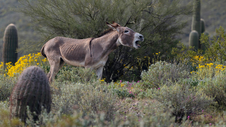 The Call of the Burro. Photograph by Paul Martin