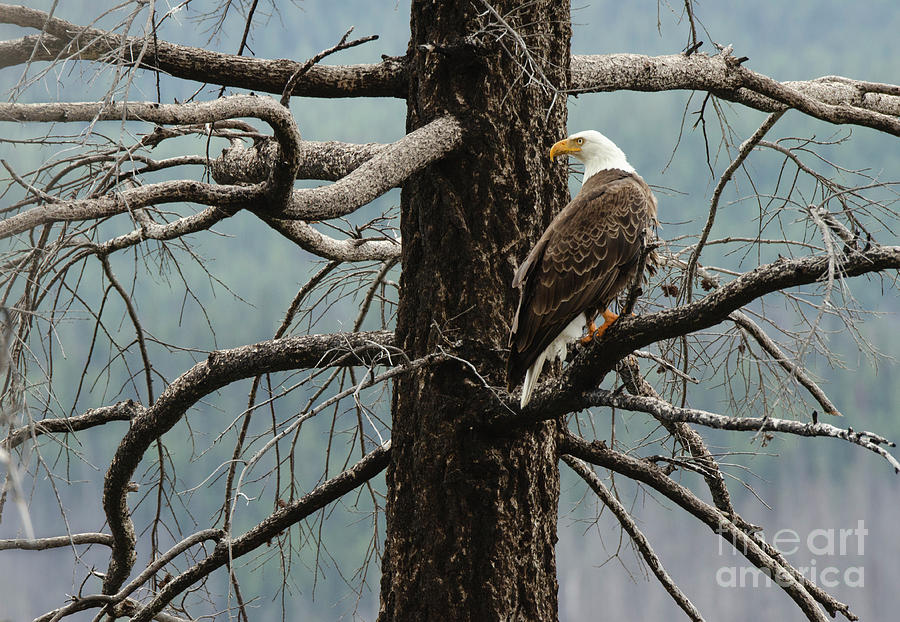 The Call Of The Eagle Photograph by Bob Christopher