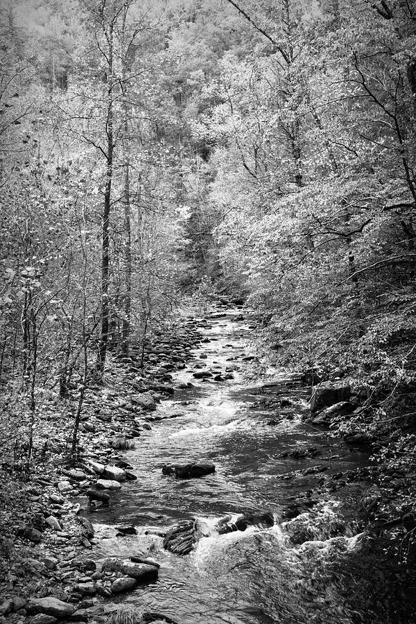 The Call of the Forest II in Black and White Photograph by Debra and Dave Vanderlaan