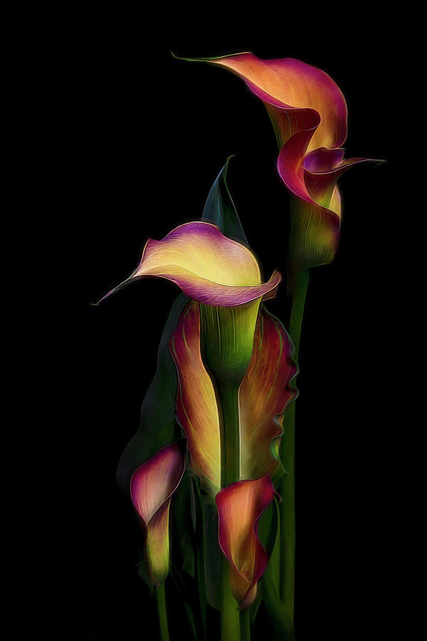 The Calla Lilies Photograph by Judi Kubes