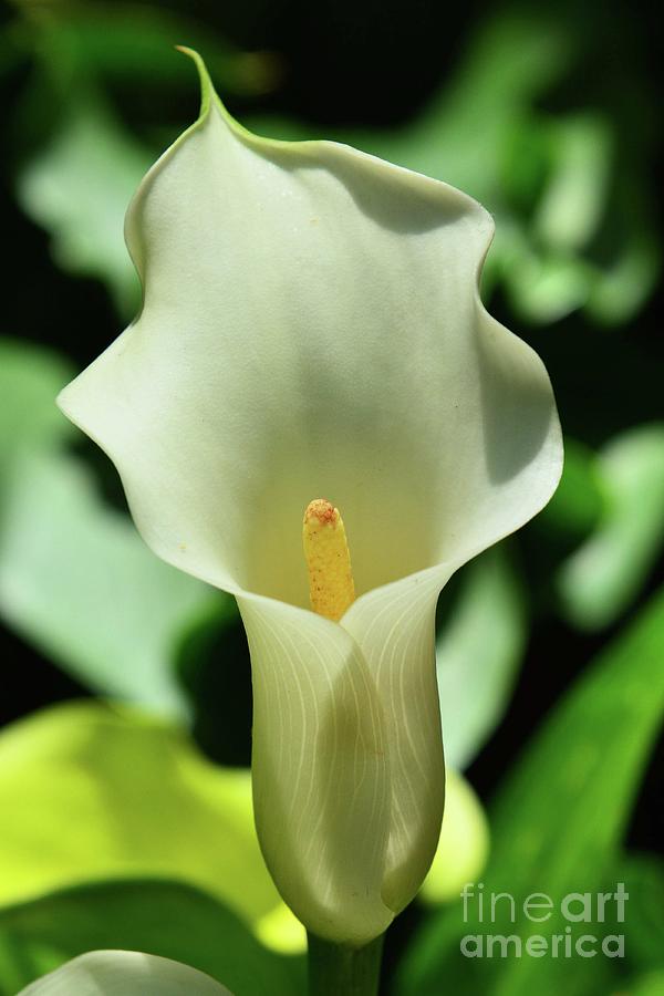 The Calla Lily Photograph by Cindy Manero