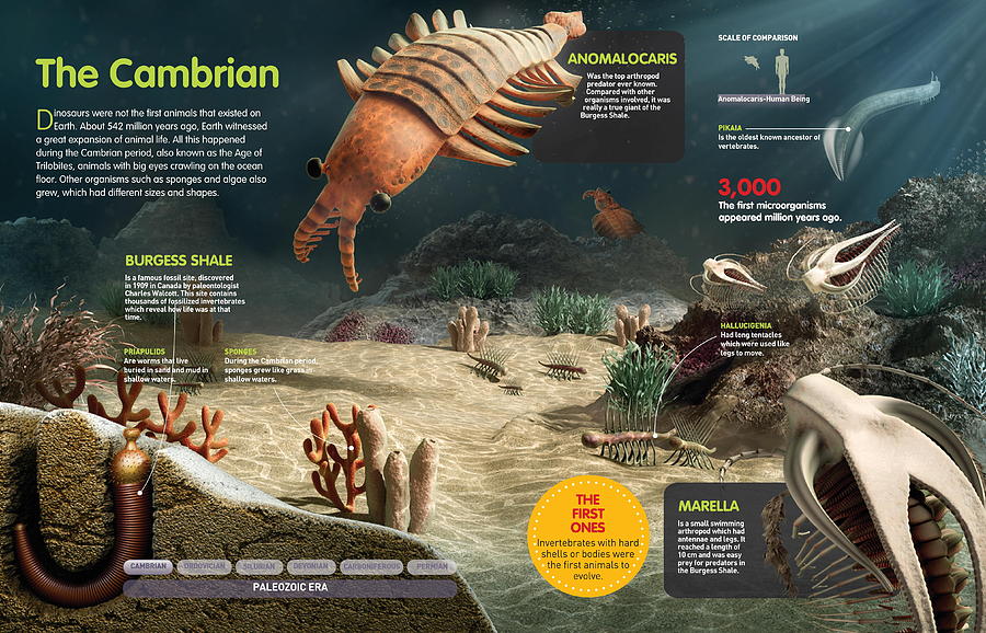 The Cambrian Digital Art by Album