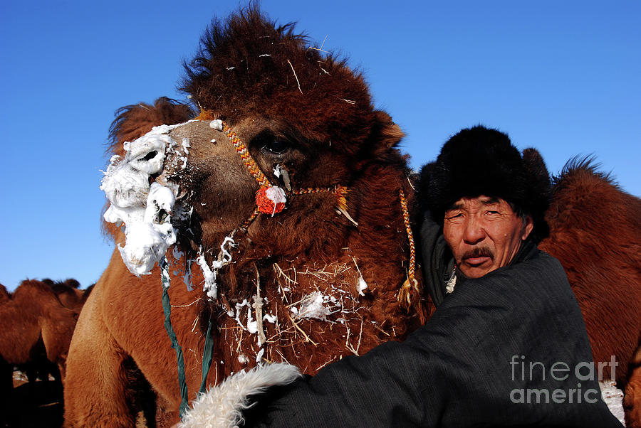The camel has an owner Photograph by Elbegzaya Lkhagvasuren