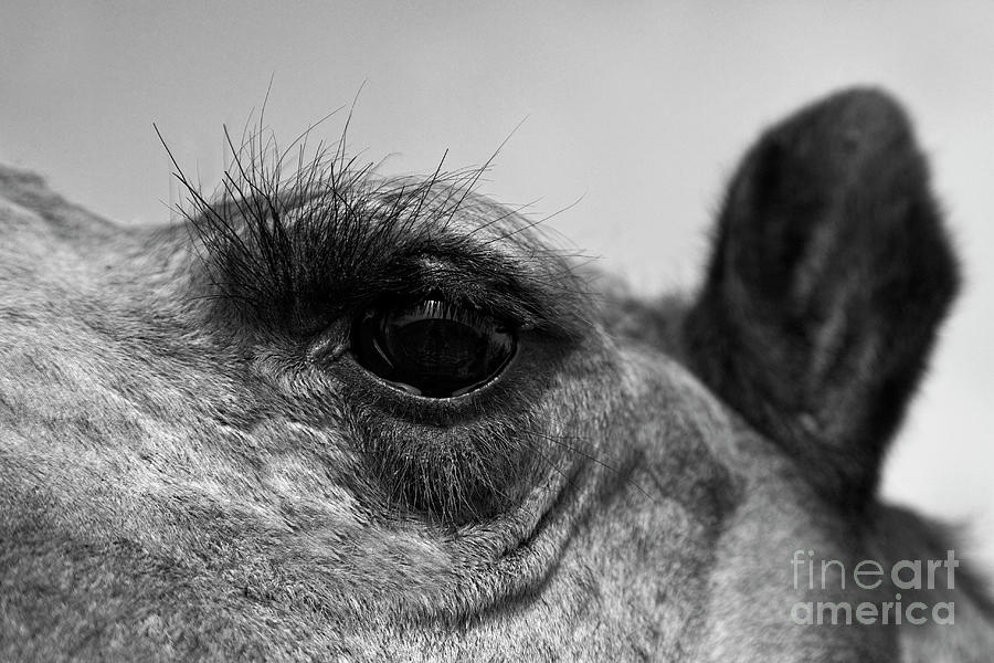 The Camels Eye  Photograph by Craig Lovell