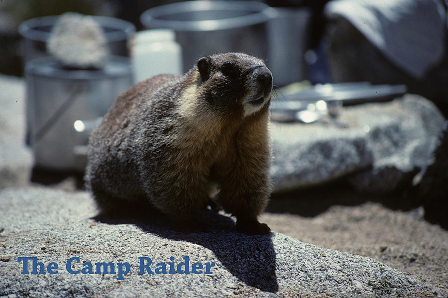 Marmot The Camp Raider Photograph by John Farley