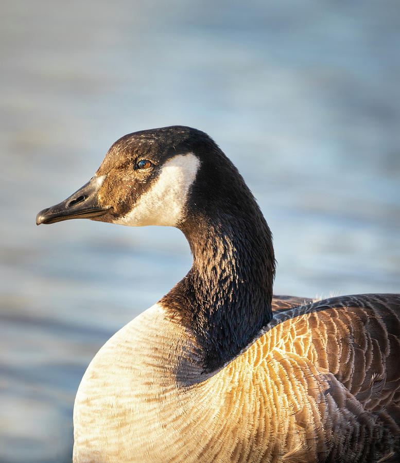 The Canada Goose Photograph by Jordan Hill