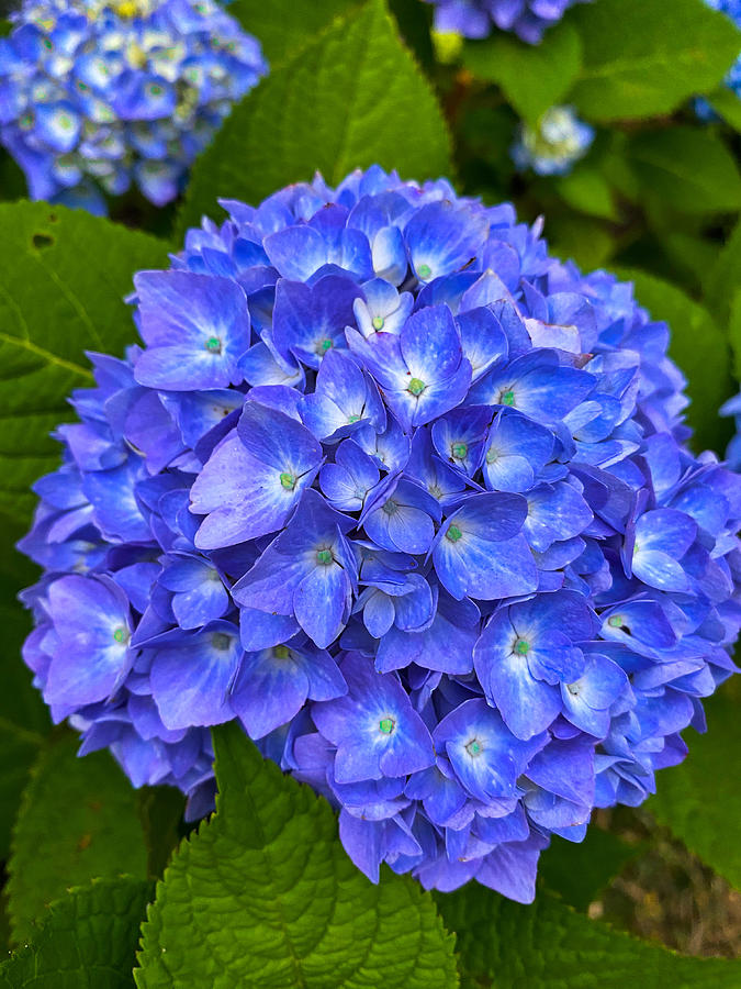 The Cape Cod flower Hydrangeas Photograph by Shelli Mobilia | Fine Art ...