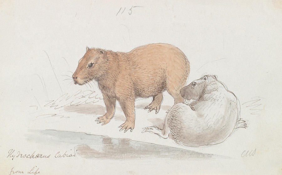 The Capybara Drawing by Charles Hamilton Smith