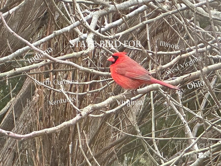 The Cardinal 7 State. Bird Photograph by Catherine Wilson