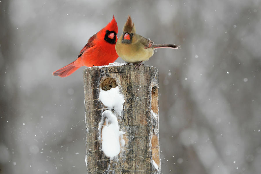 The Cardinal couple Photograph by Asbed Iskedjian