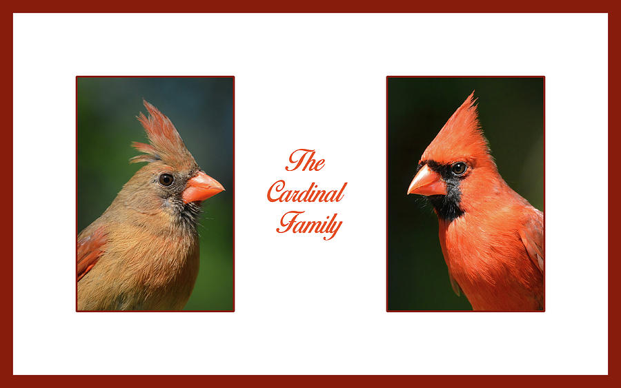 The Cardinal Family Photograph by Jerry Griffin