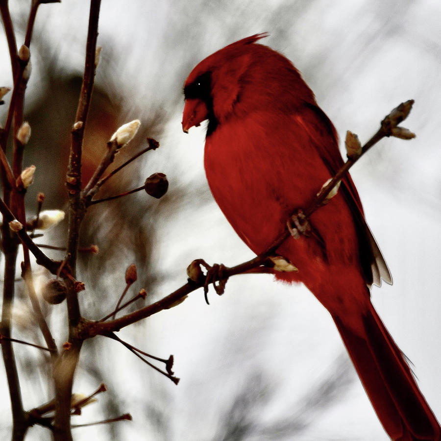 The Cardinal Photograph by Jeffrey Perkins