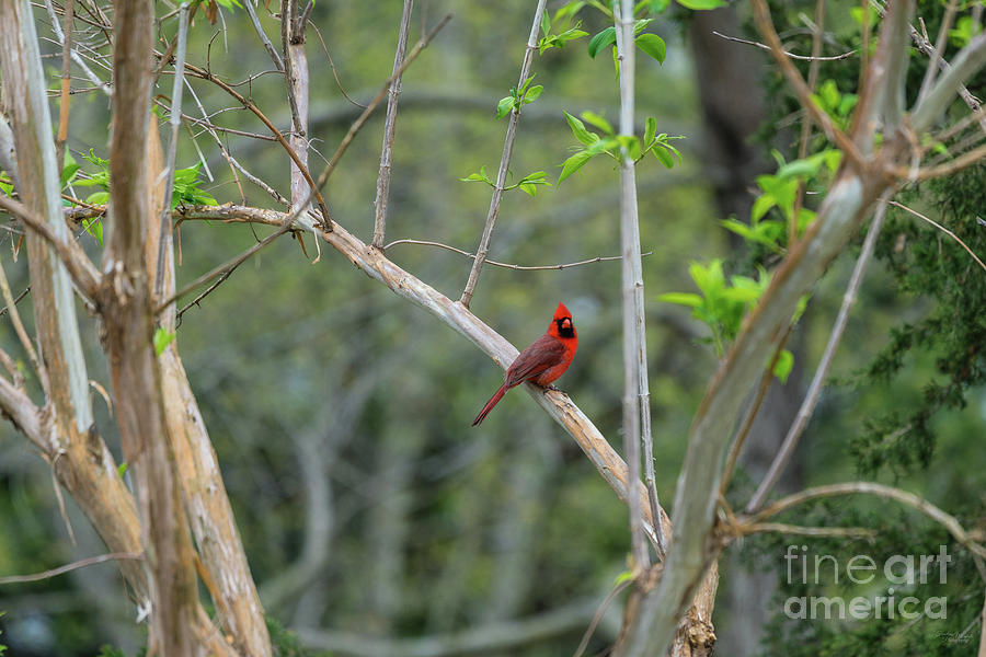 The Cardinal Look Photograph by Jennifer White