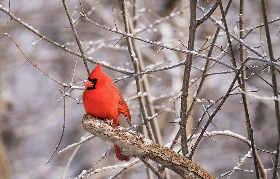 The Cardinal Photograph by Nick Mares
