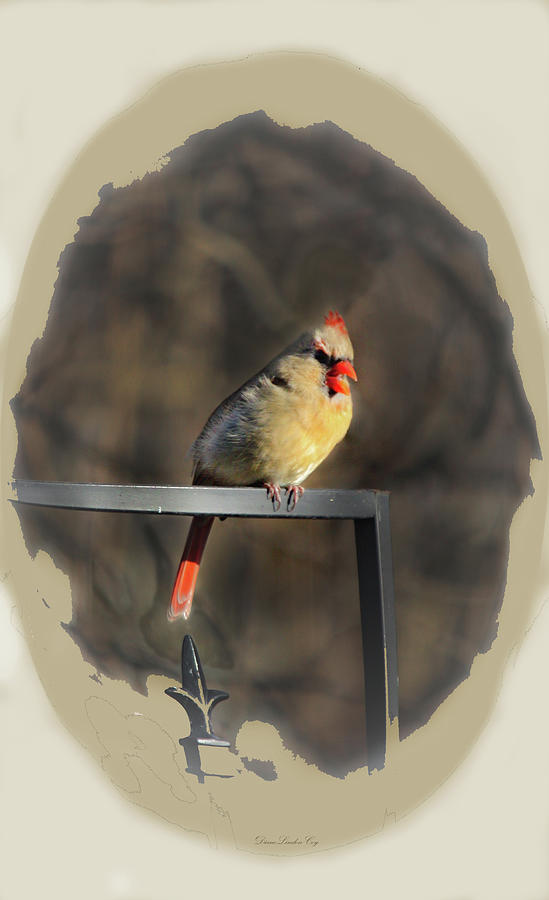 The Cardinal Speaks Photograph by Diane Lindon Coy