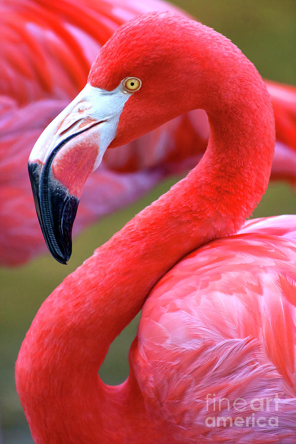 The Caribbean Flamingo Photograph by Julia Hiebaum