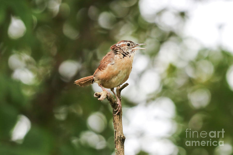 The Carolina Wren Photograph by Anita Oakley - Fine Art America